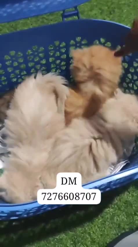 Persian Kitten (Punch Face), farm video