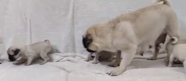Pug Puppy | Black Color, farm video
