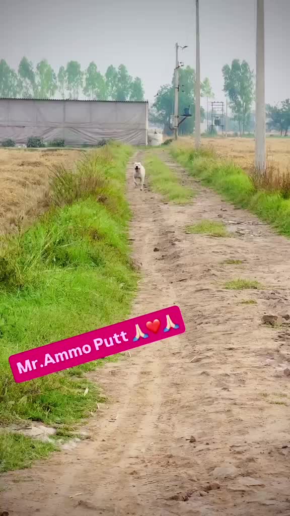 Dogo Argentino Puppy, farm video