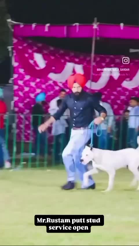 Dogo Argentino Puppy, farm video