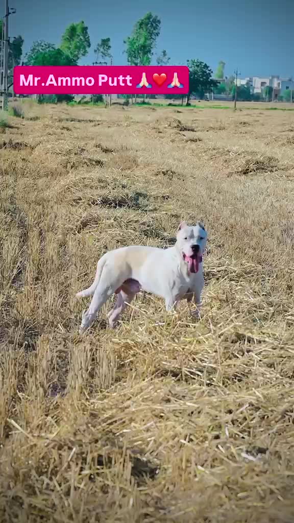 Dogo Argentino Puppy, farm video