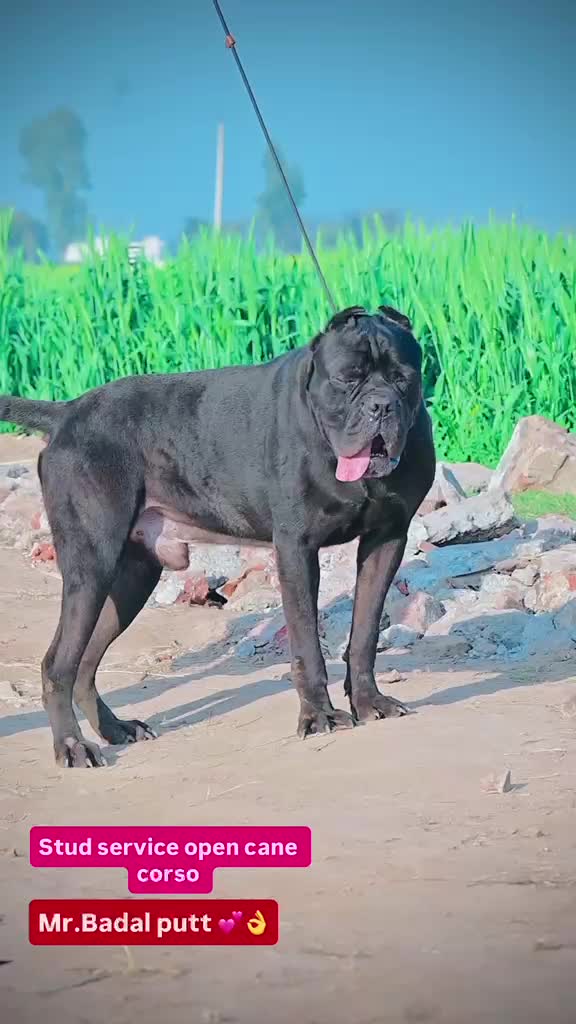 Cane Corso Puppy, farm video