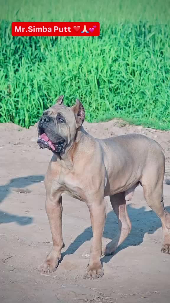 Cane Corso Puppy, farm video