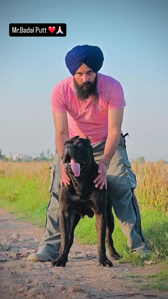 Cane Corso Puppy, farm video