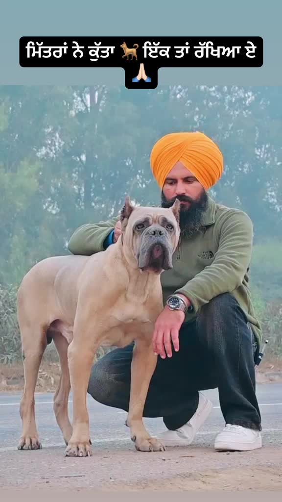 Cane Corso Puppy, farm video