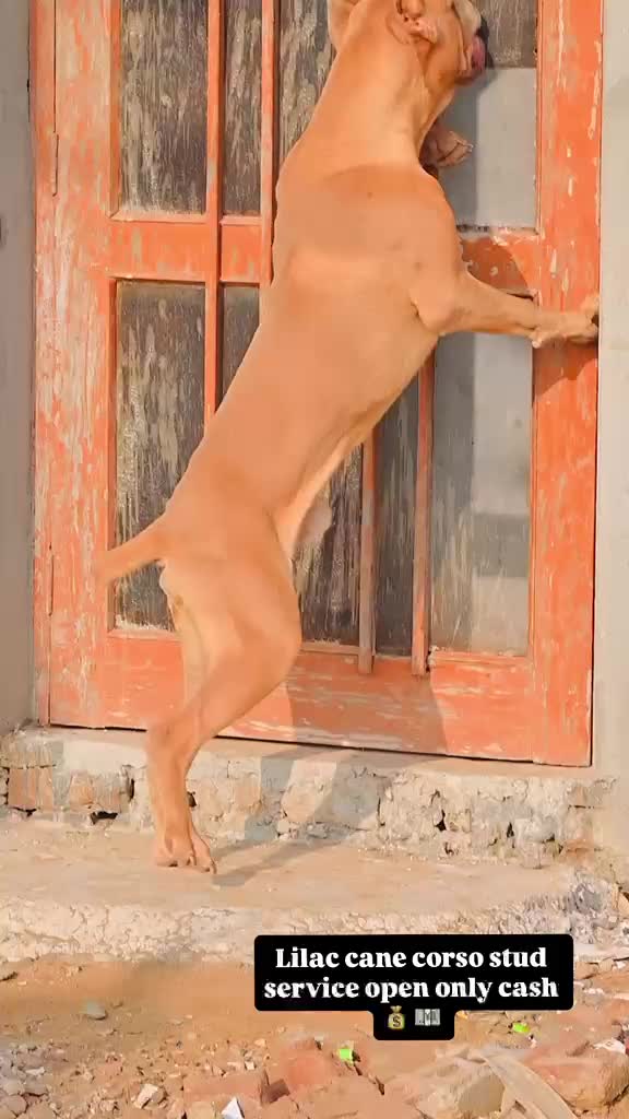 Cane Corso Puppy, farm video