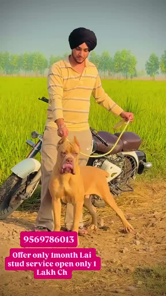 Cane Corso Puppy, farm video