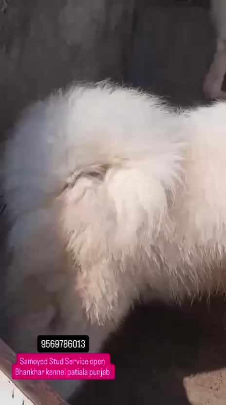 Samoyed Puppy | White, farm video