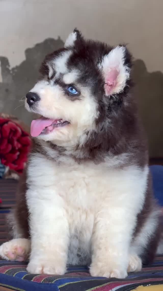 Siberian Husky Puppy | White Color, farm video