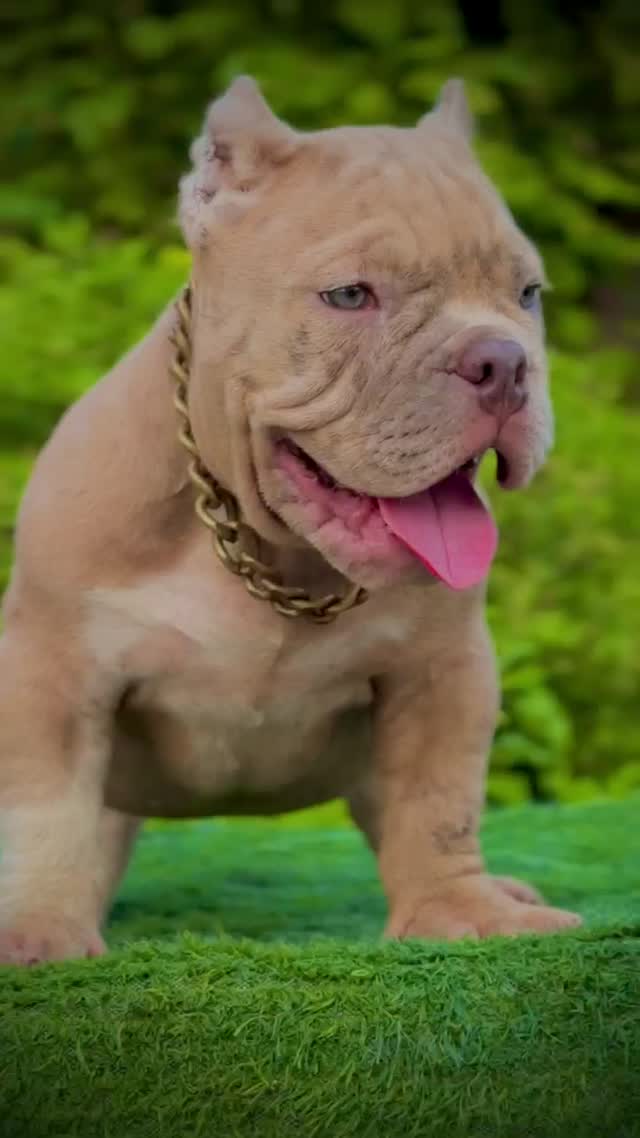 American Bully Pocket Size Puppy, farm video