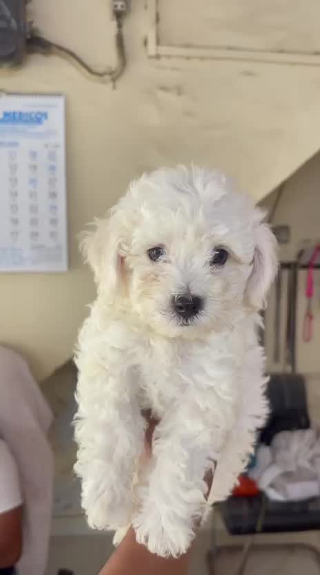 Toy Poodle Puppy, farm video