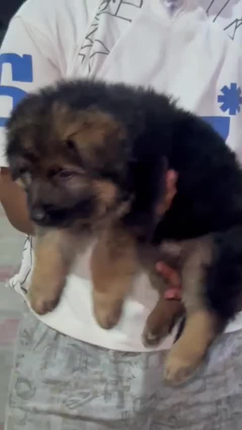 German Shepherd Puppy | Pure White, farm video