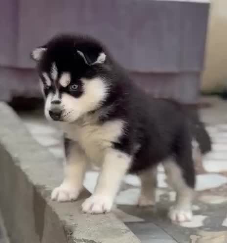 Siberian Husky Puppy | White Color, farm video