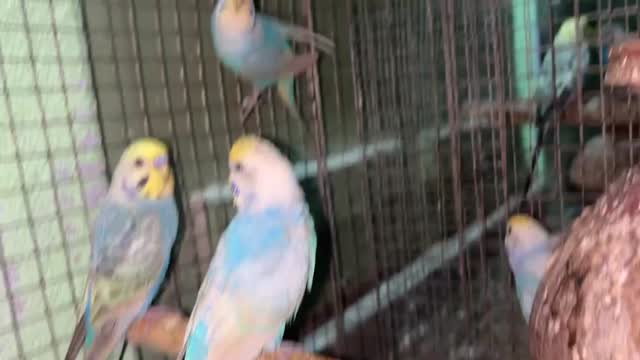 Budgies, farm video