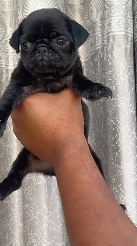 Pug Puppy | Black Color, farm video