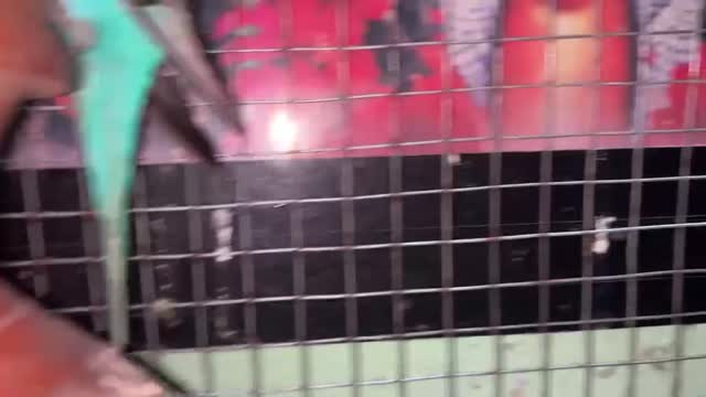 Holland Budgies, farm video