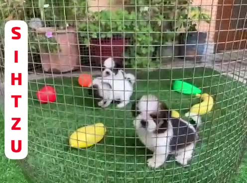 Shih Tzu Puppy Brown & Black, farm video