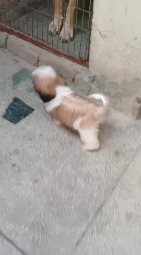 Shih Tzu | Black & White Color, farm video