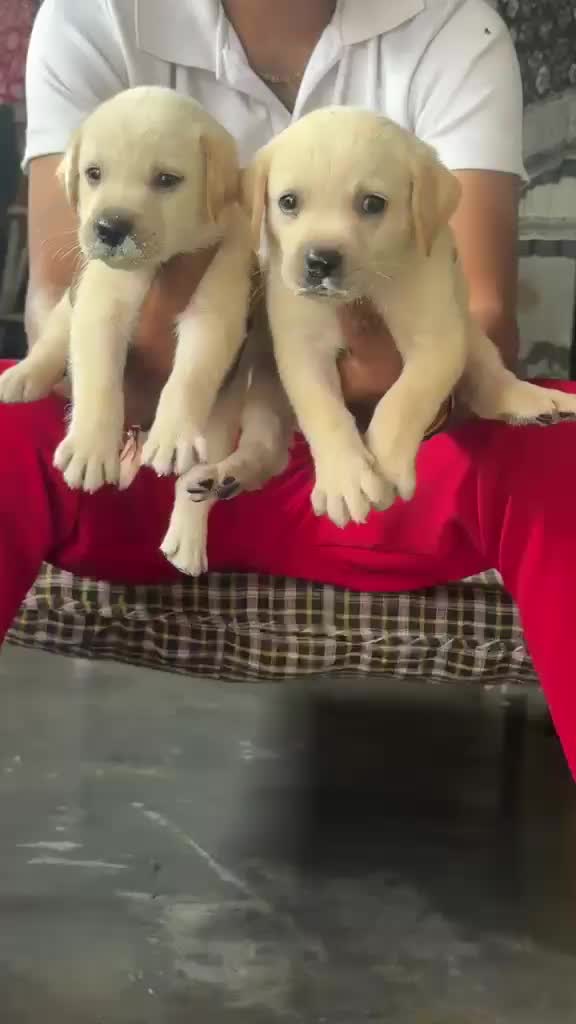 Beagle Black & Tan Puppy, farm video