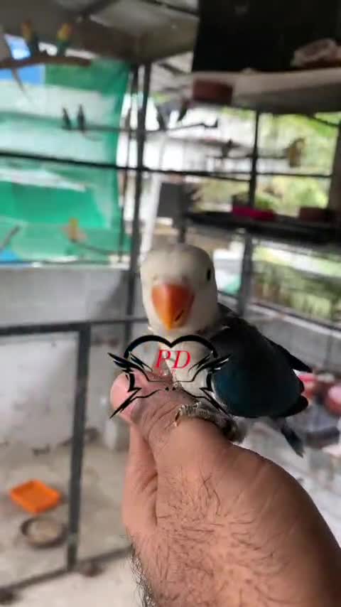 African Love Birds, farm video