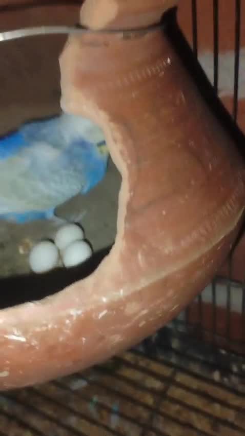 Budgies, farm video
