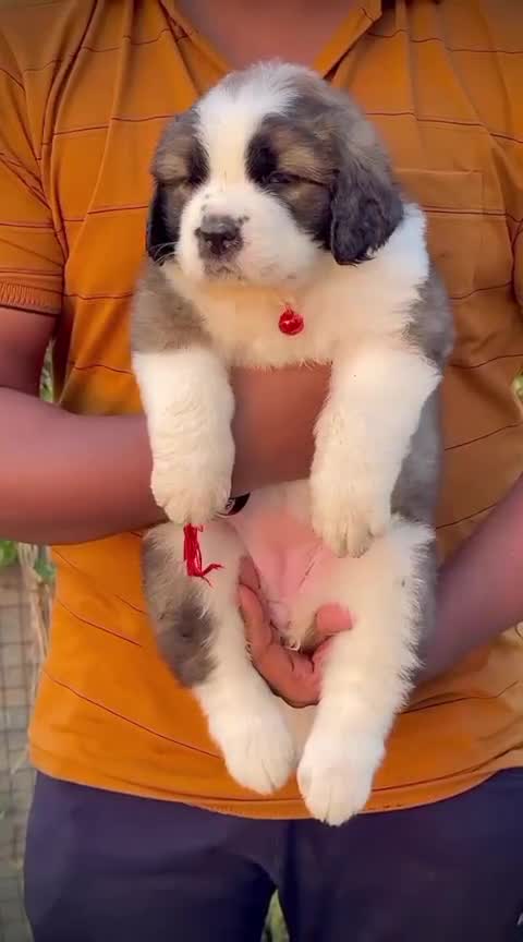 Saint Bernard Puppy, farm video