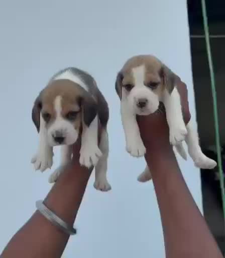 Beagle Black & Tan Puppy, farm video