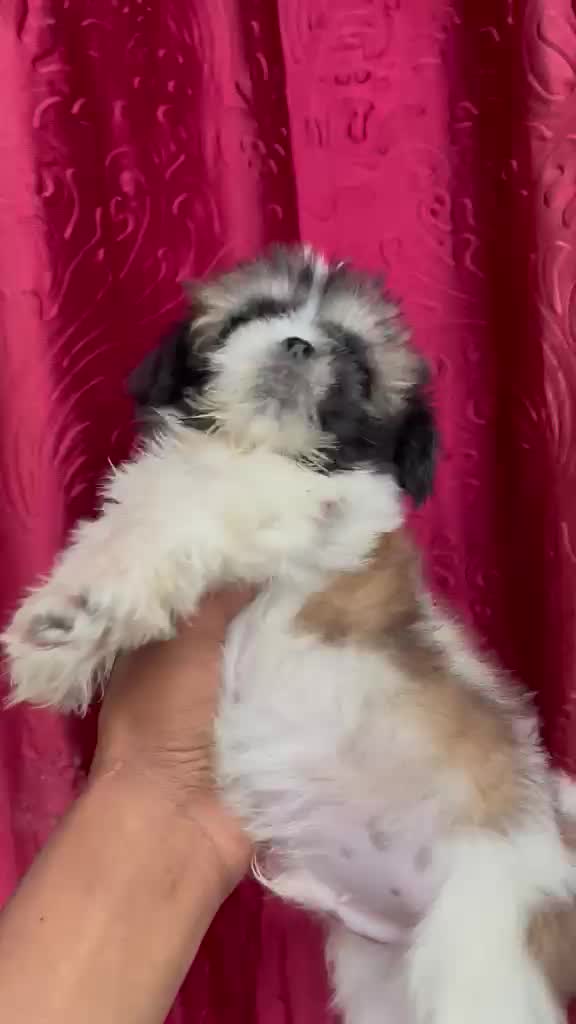 Shih Tzu | Tri Color Puppy, farm video