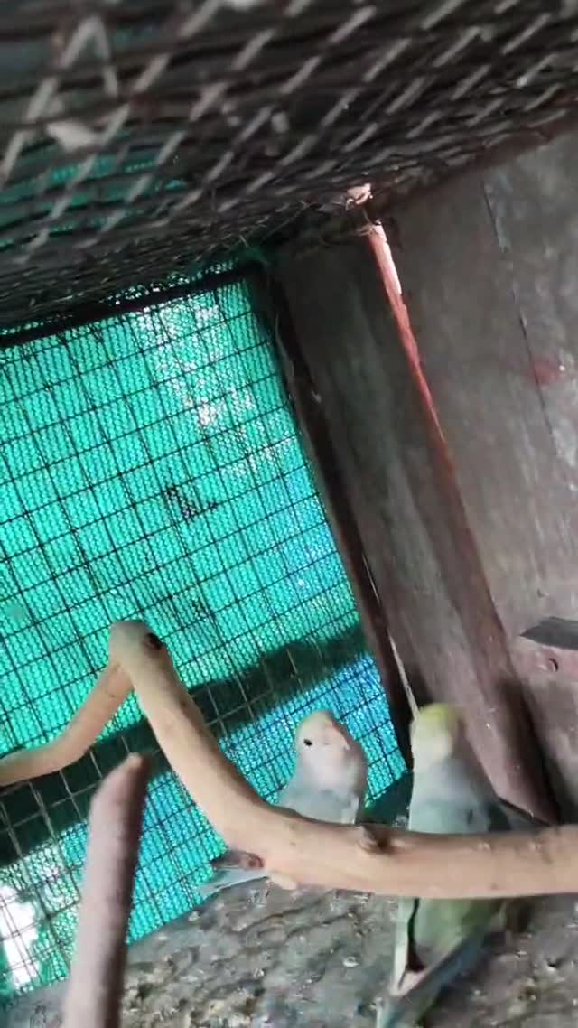 African Love Birds | Cobalt Blue, farm video