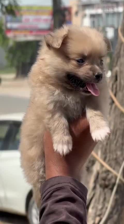 Pomeranian Puppy | Black Color, farm video