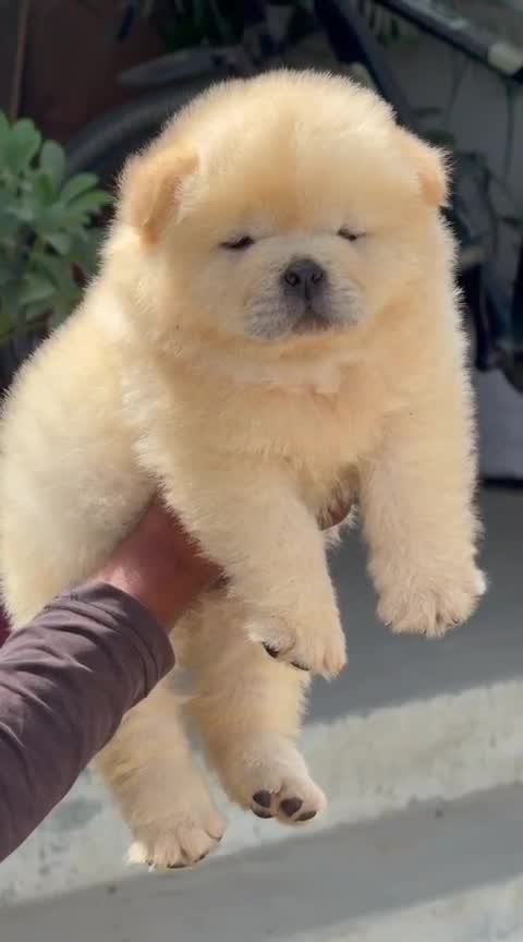 Chow Chow Puppy | Black Color, farm video