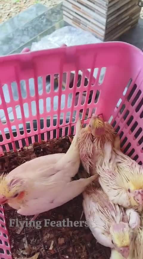 Cockatiel | Lutino, farm video