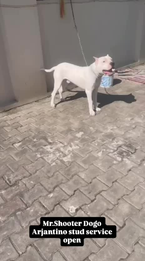 Dogo Argentino Puppy, farm video