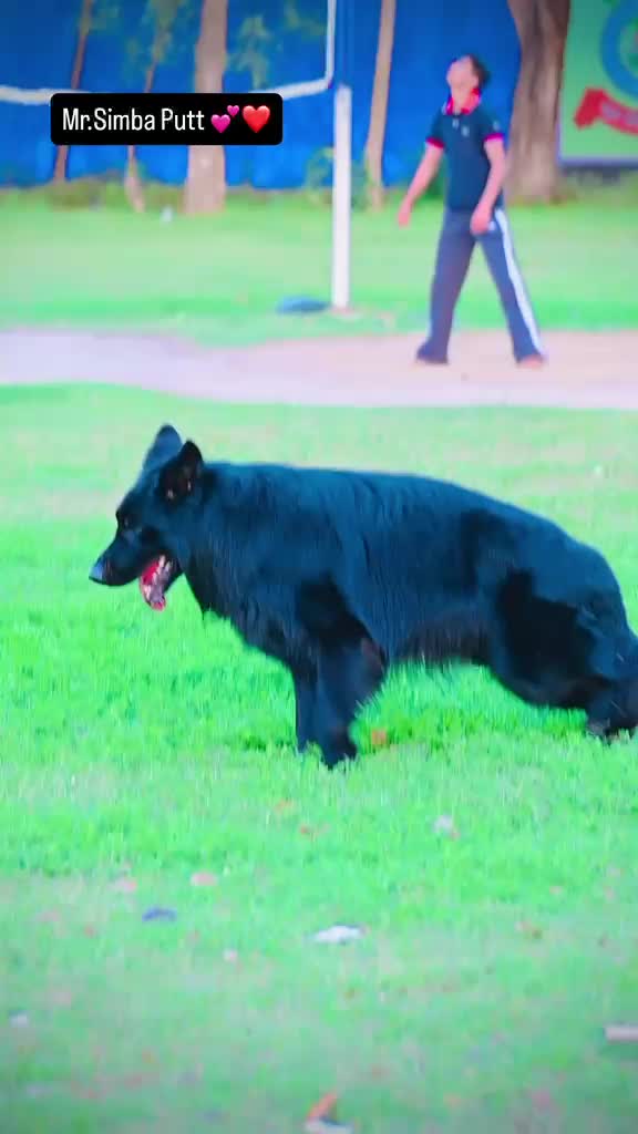 German Shepherd Puppy | Pure White, farm video