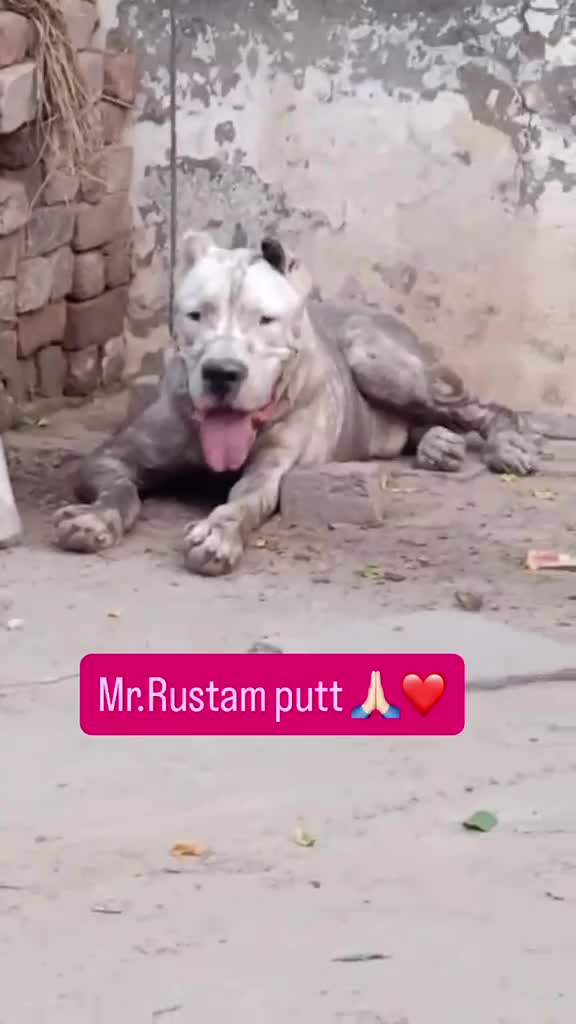 Dogo Argentino Puppy, farm video