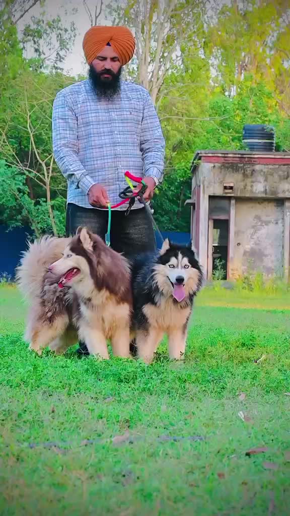 Siberian Husky Puppy | Copper & White Color, farm video