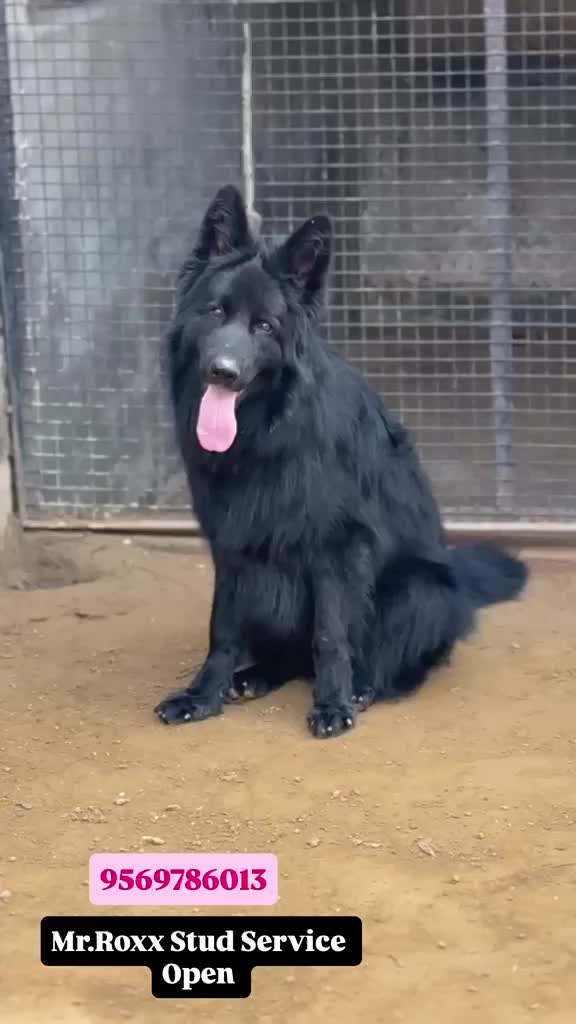 German Shepherd Puppy | Pure White, farm video
