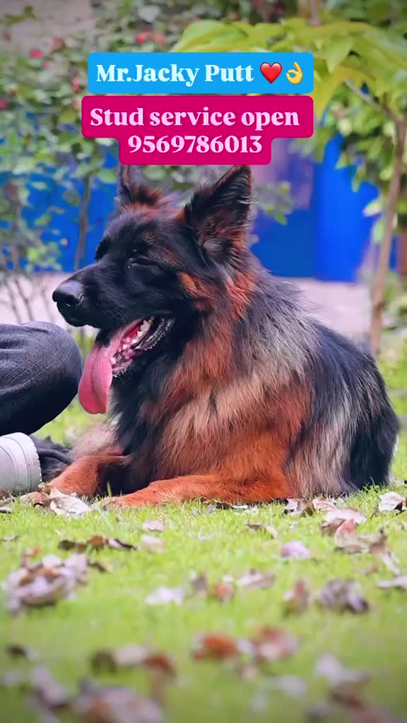 German Shepherd Puppy | Pure White, farm video