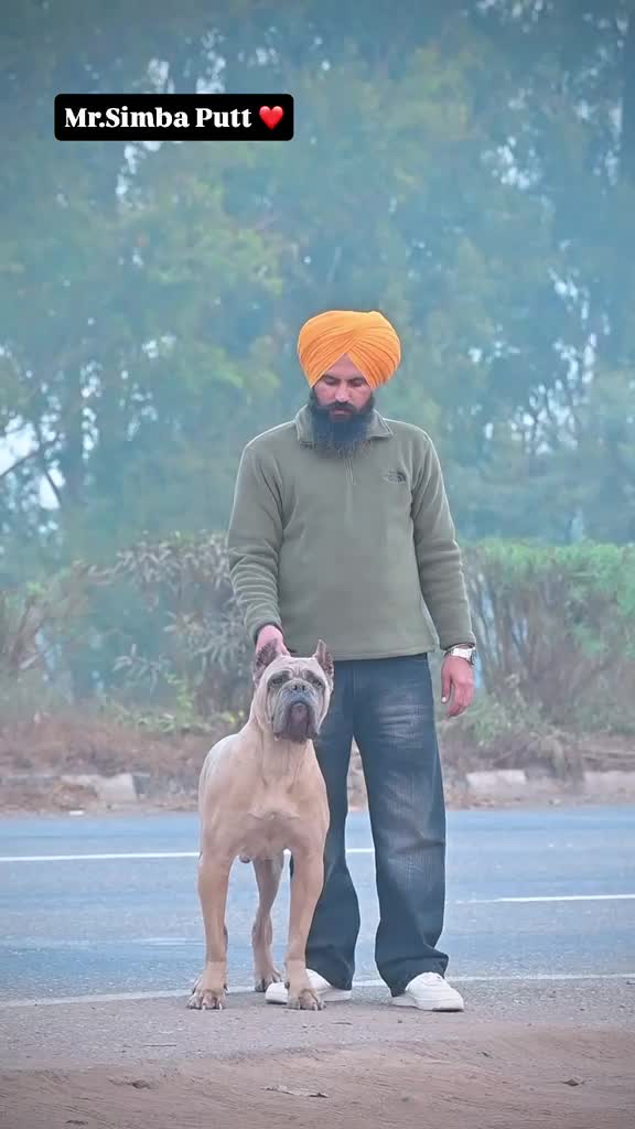 Cane Corso Puppy, farm video