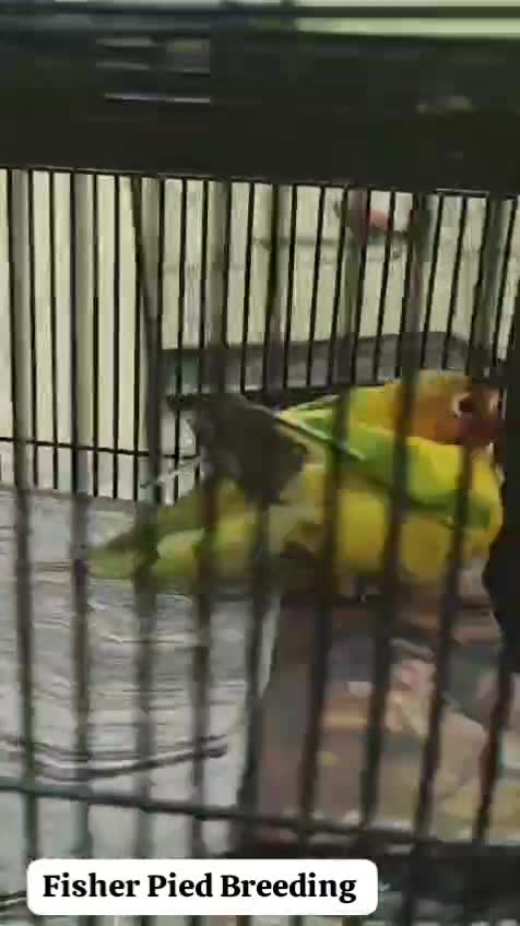 African Love Birds | Yellow & Orange, farm video