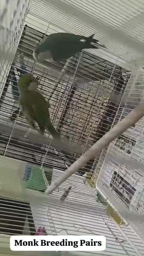 Yellow Monk | Lutino Quaker Parrot, farm video