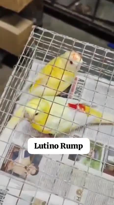 Blue Monk | Blue Quaker Parrot, farm video