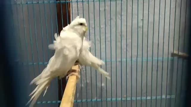 Helicopter Budgies, farm video