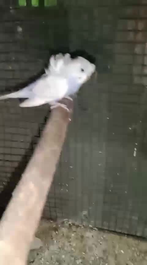 Helicopter Budgies, farm video
