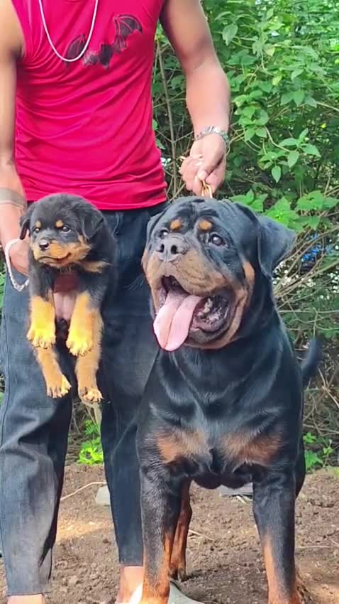 Rottweiler Puppy, farm video