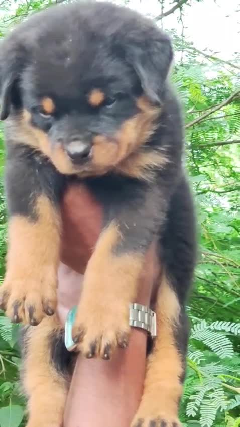Rottweiler Puppy, farm video
