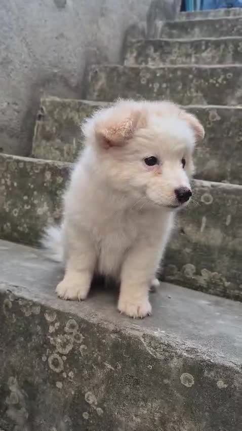 Culture Pom Puppy | White Color, farm video