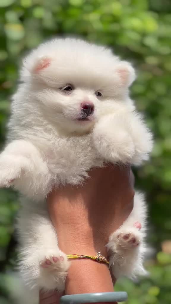 Culture Pom Puppy, farm video