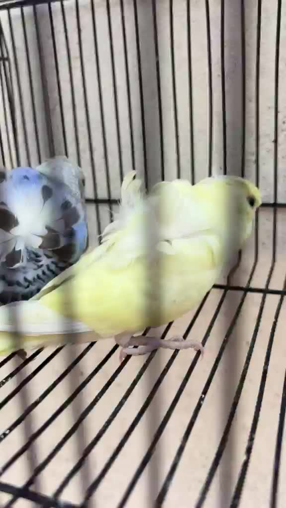 Homer Pigeon, farm video
