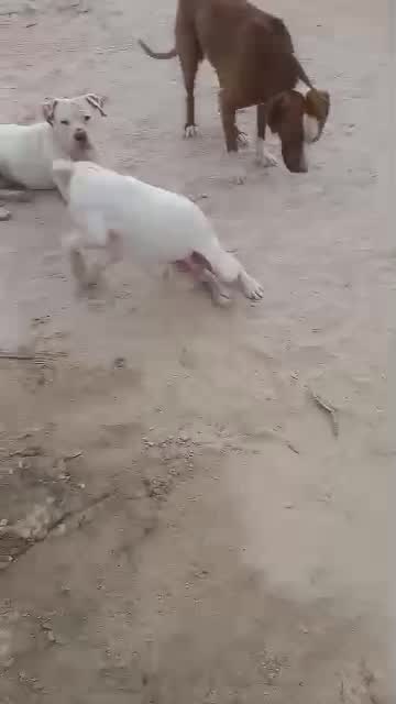 Pitbull Terrier Puppy, farm video